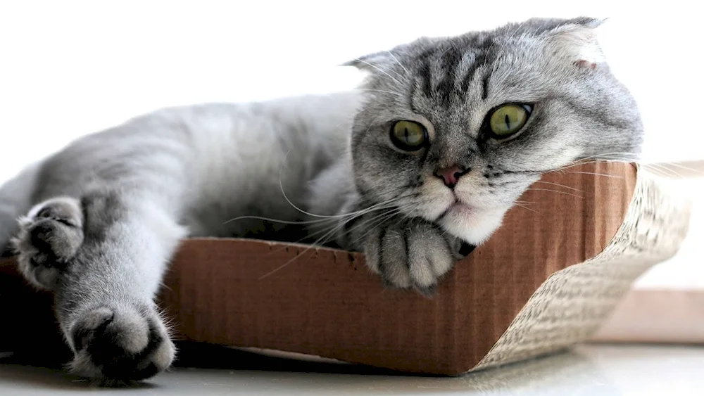 Scottish Lop cat