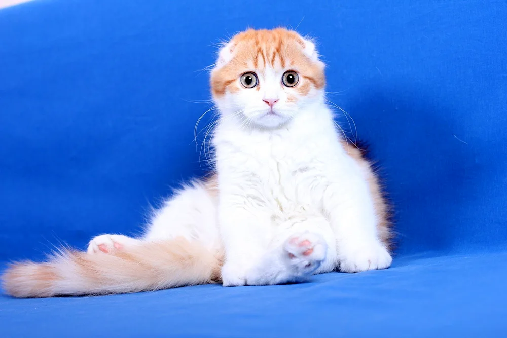 Scottish lop cat black and white