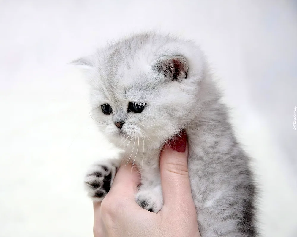 Scottish lop cat