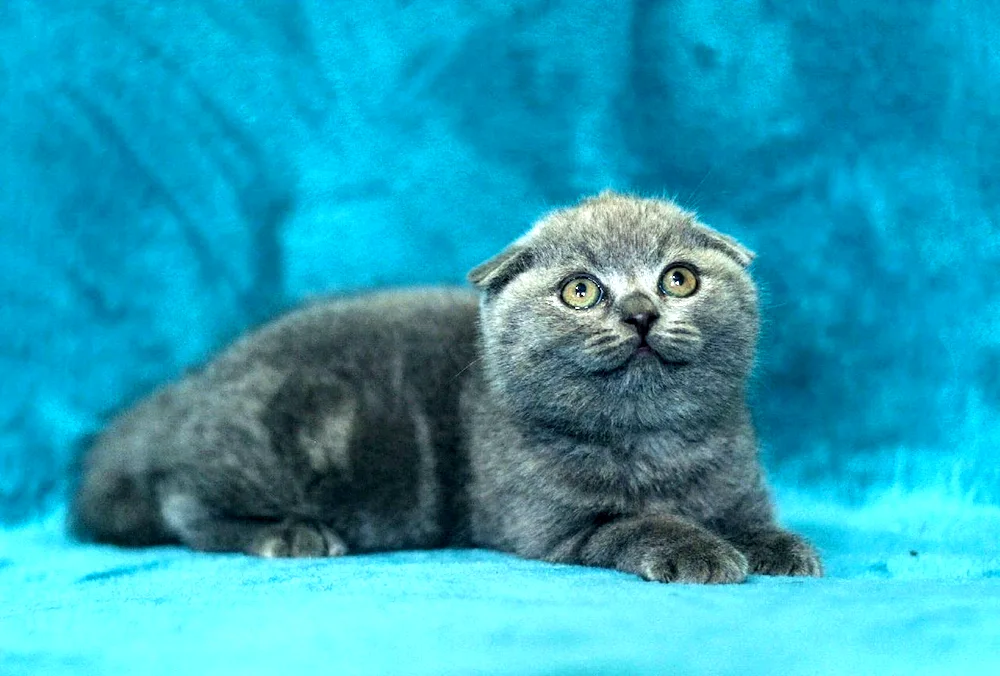 Scottish lop cat mix Métis cat