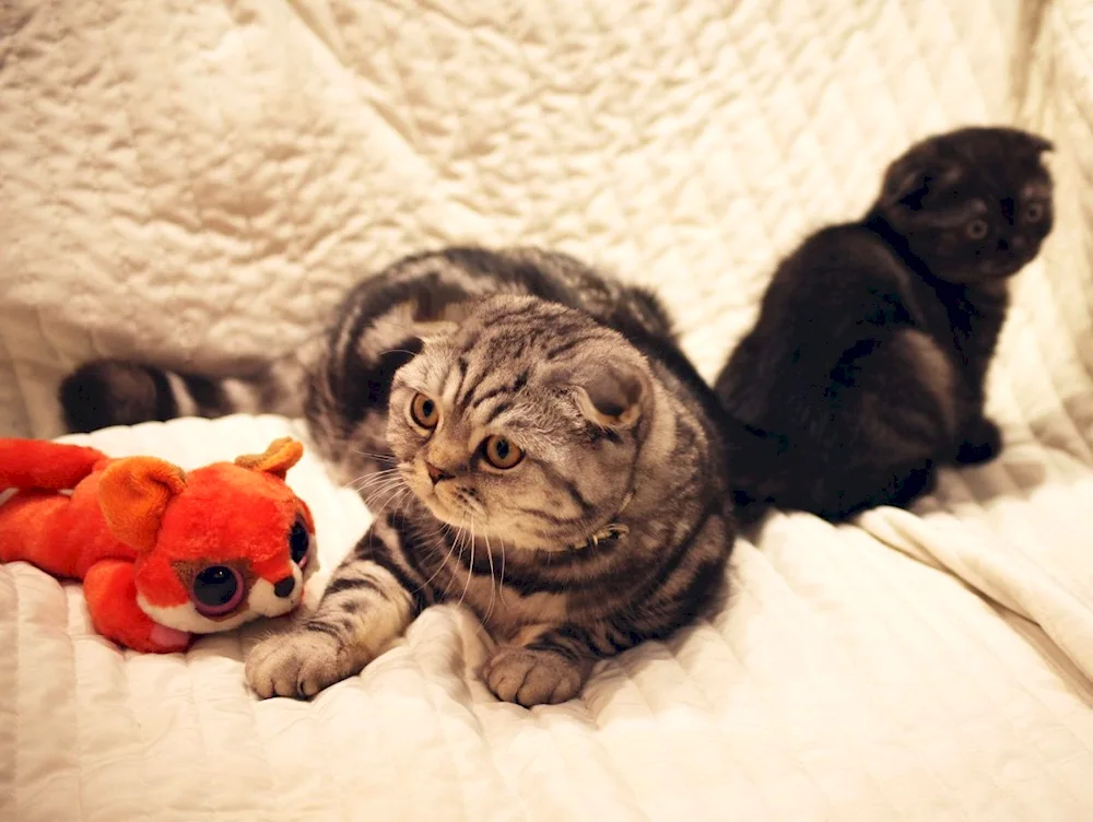 Scottish Lop cat