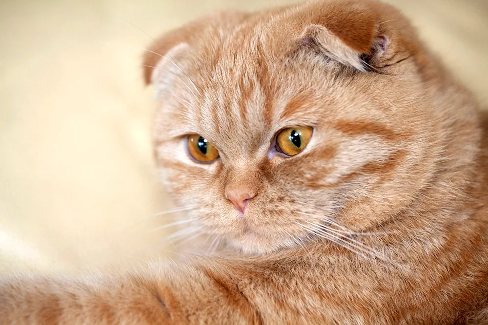 Red British Shorthair cat