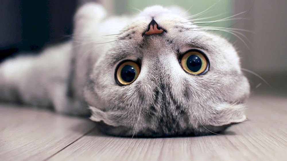Lop kittens