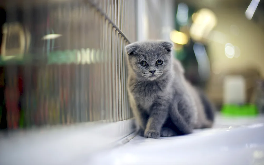 British lop cat grey