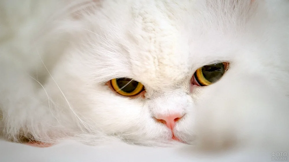 Persian long-haired chinchilla cat