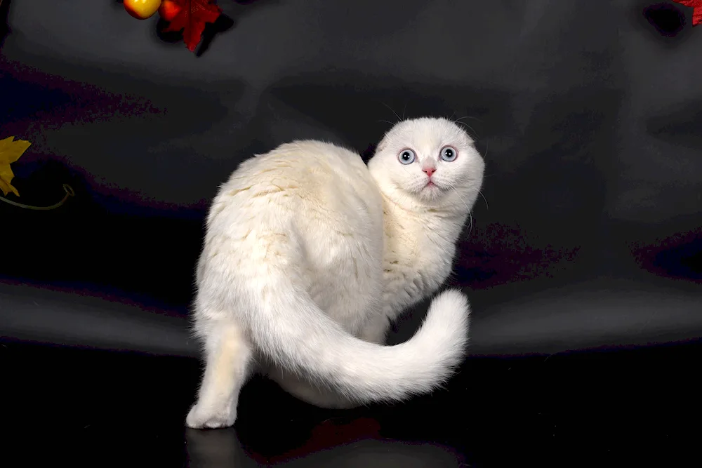 Scottish lop-eared cat white