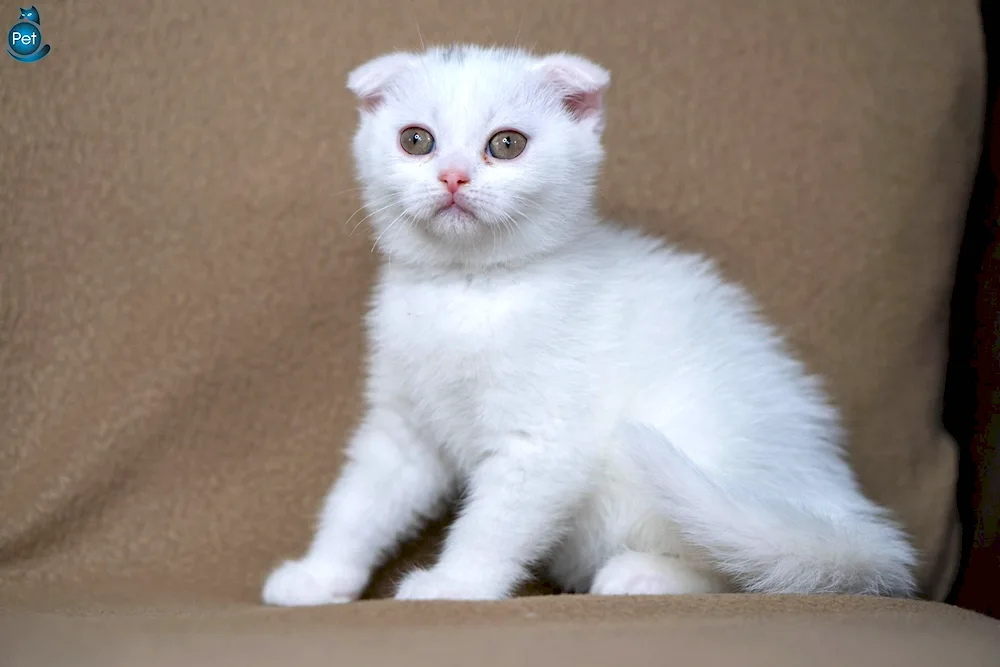 Scottish lop-eared cat white