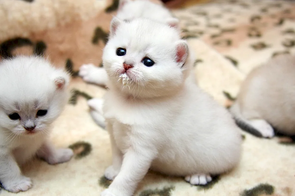 Scottish lop cat kitten