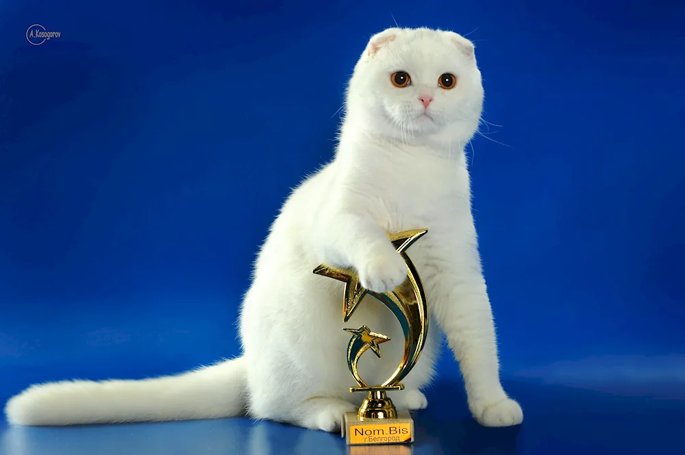 Scottish lop kittens white