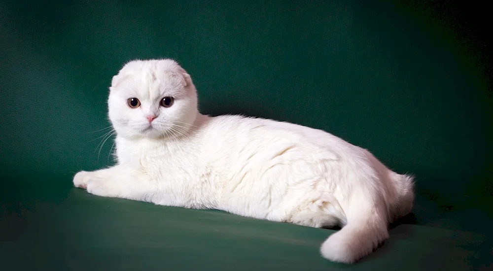 Scottish lop-eared cat white