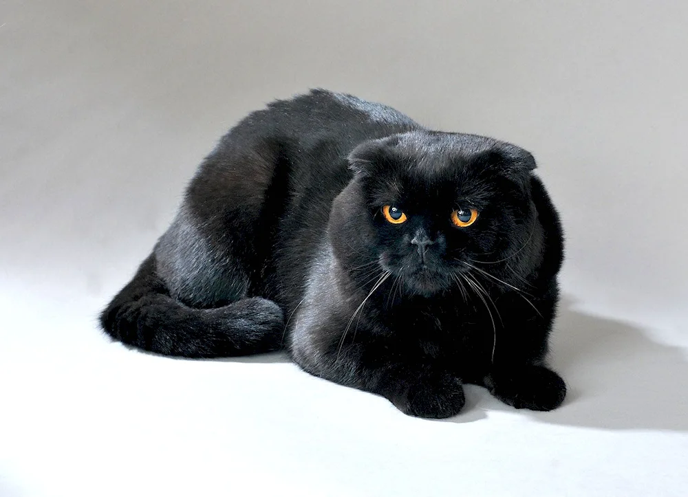 Scottish lop cat black