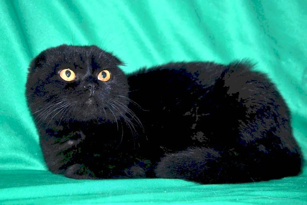 Scottish fold black with yellow eyes