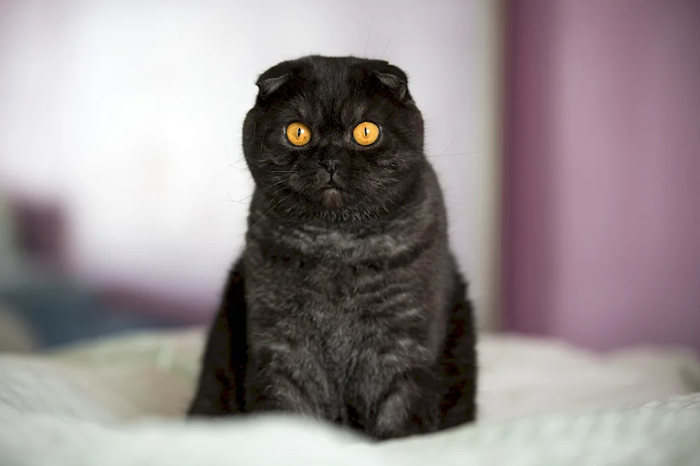 Scottish lop cat Scottish Fold Scottish lop