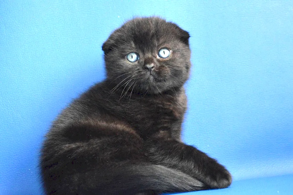 Scottish lop cat black