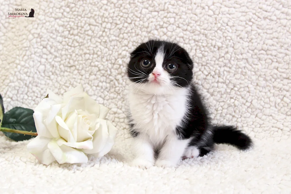 Scottish Highland Fold