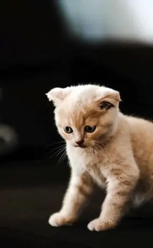 Scottish lop cat kitten