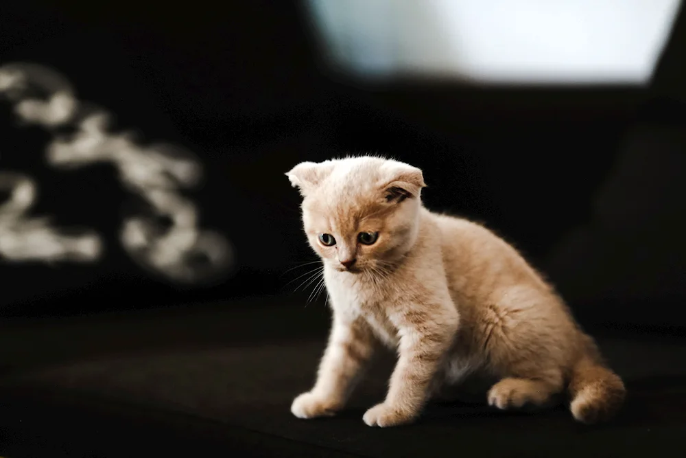 Scottish lop cat white