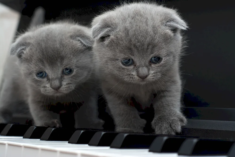 Scottish Fold grey British lop cat kitten