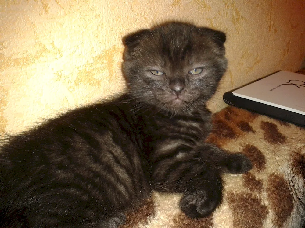 Scottish lop cat mix