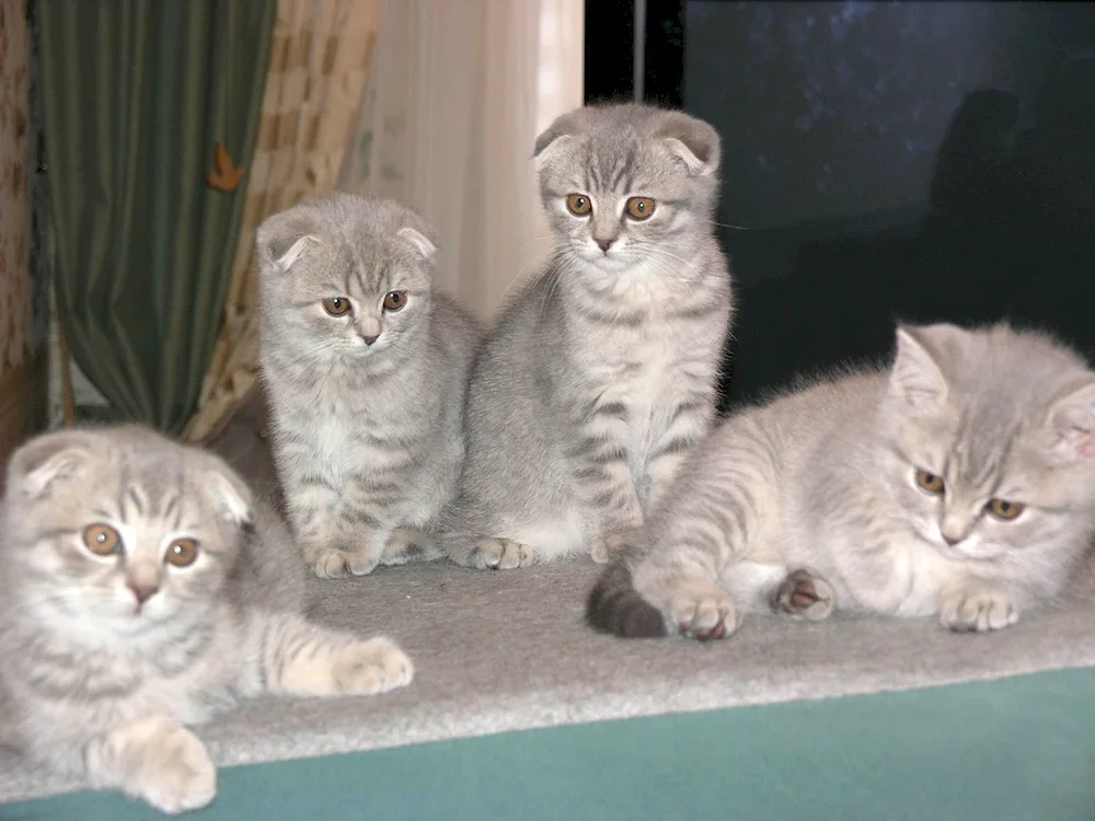 Scottish lop cat