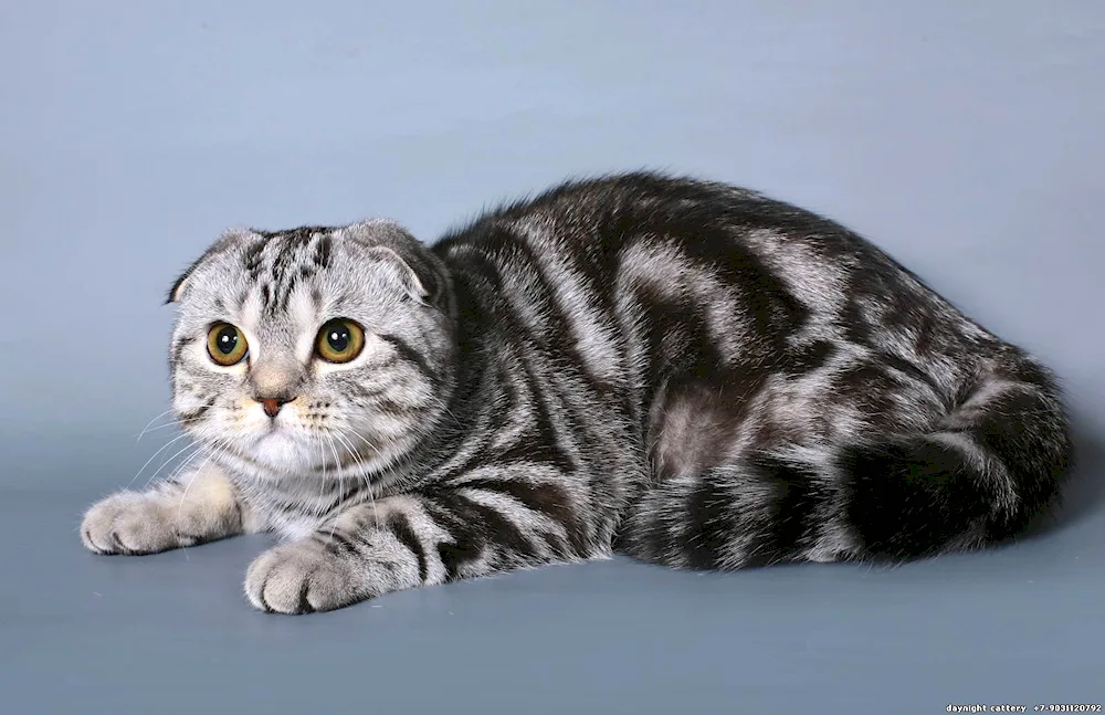 Scottish lop cat marble