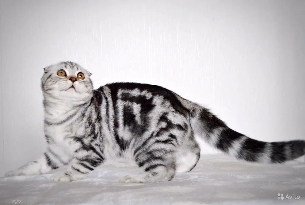 Scottish Lop Marbled tabby