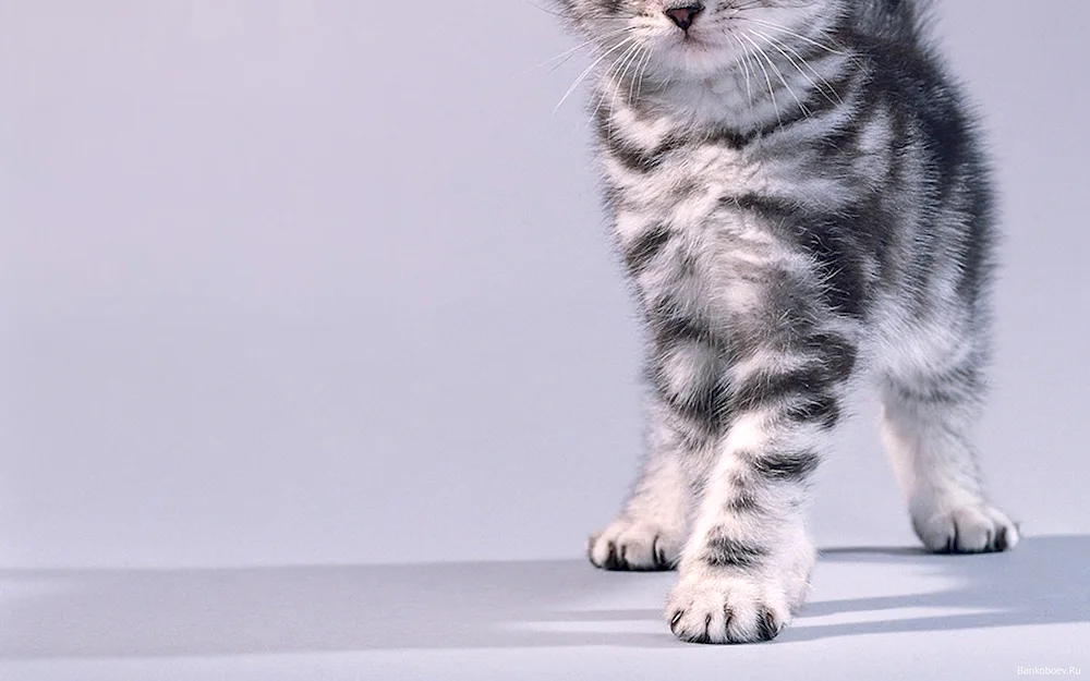 Scottish Lop cat striped