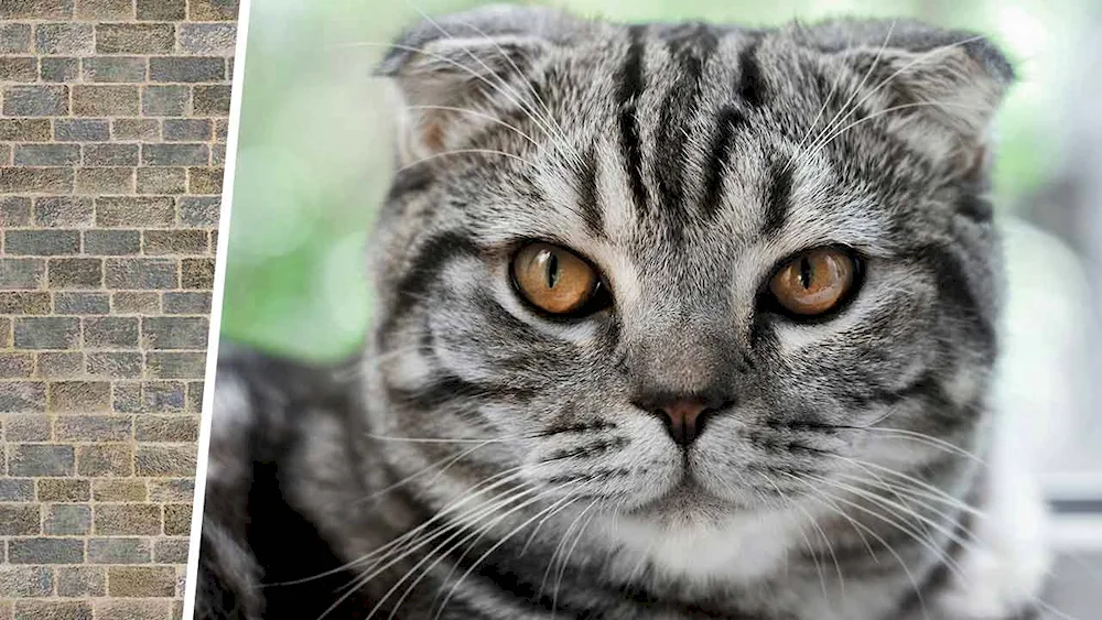 Scottish lop cat striped