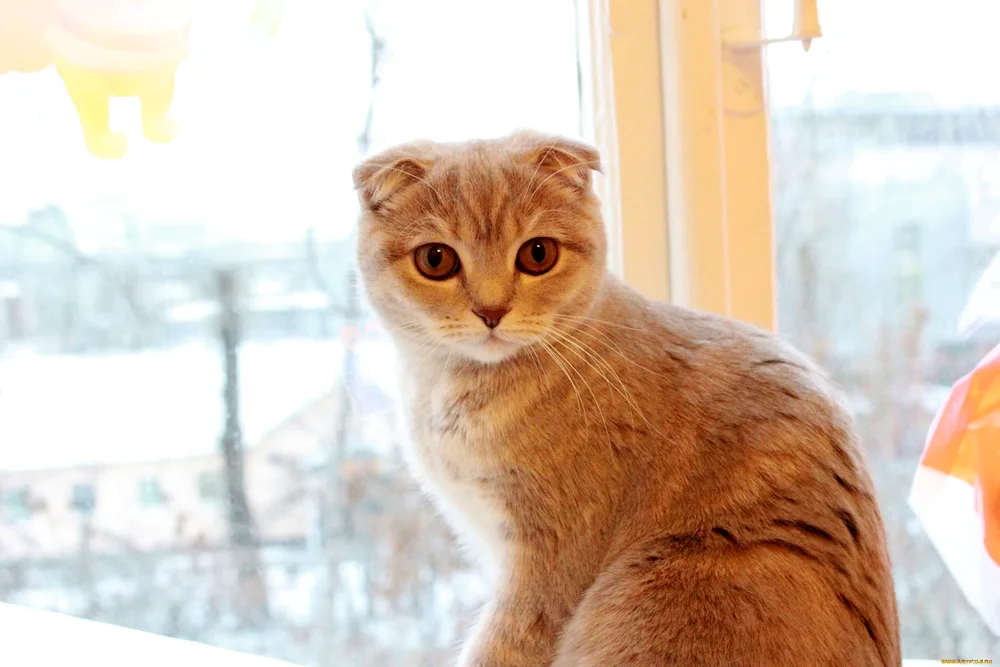 Scottish Fold Hosiko