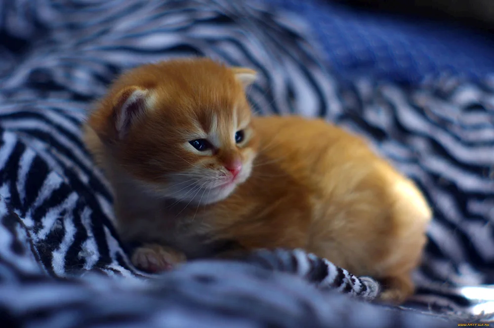 Scottish lop cat