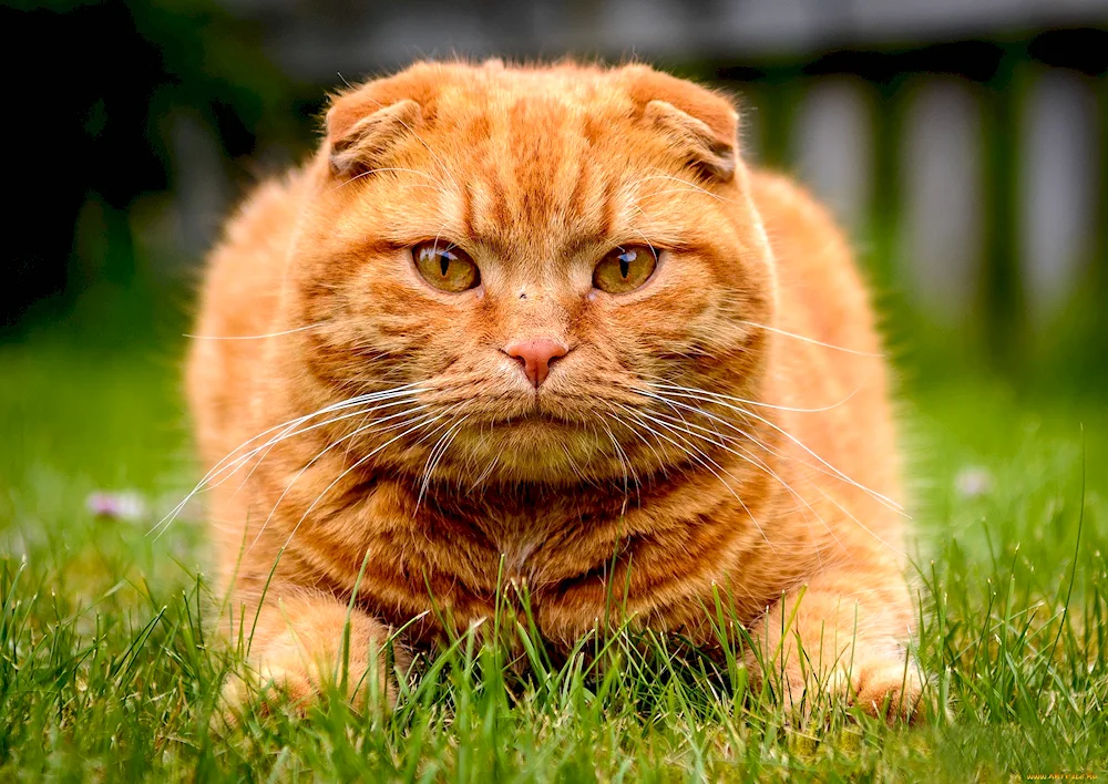 Scottish Scottish Scottish Fold red