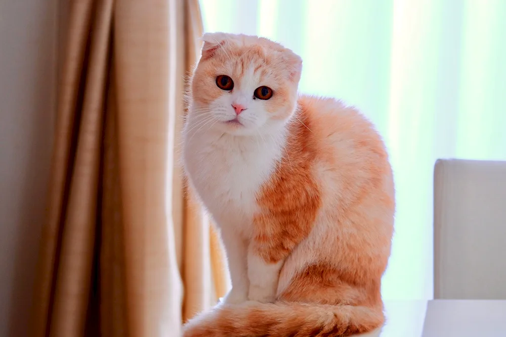 Scottish Fold and Highland Fold cat red