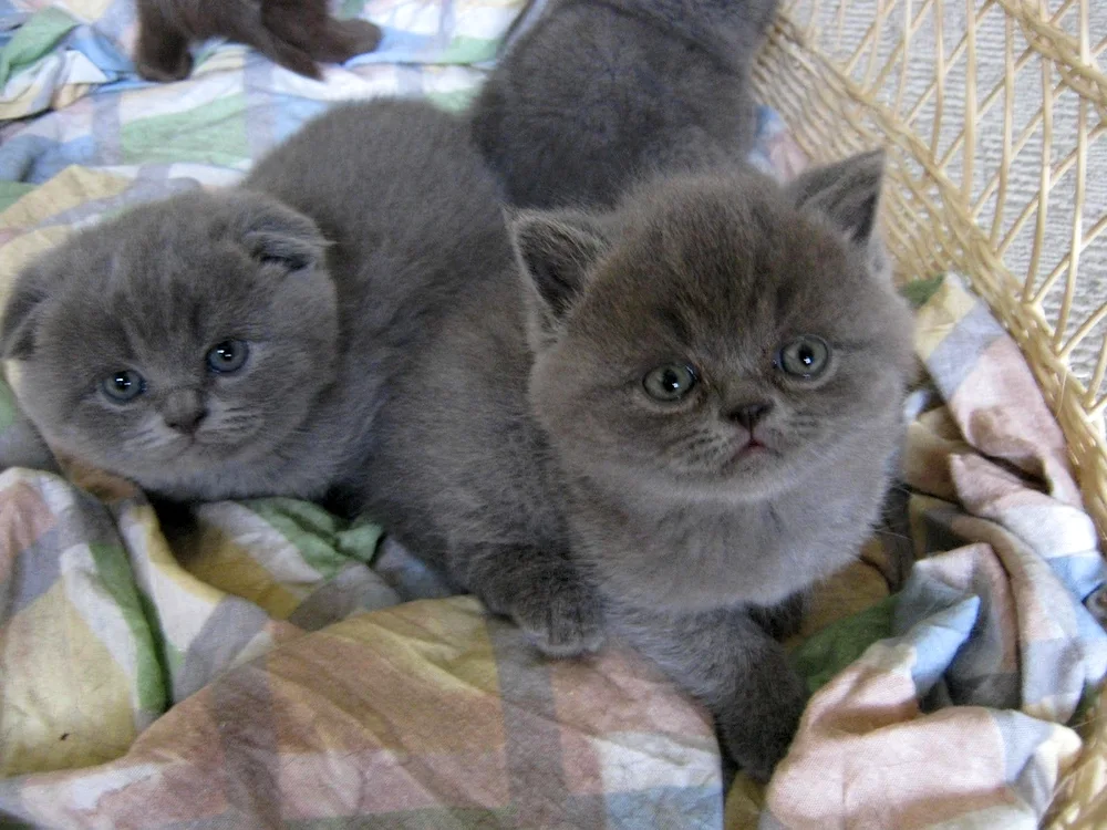 Scottish lop cat female