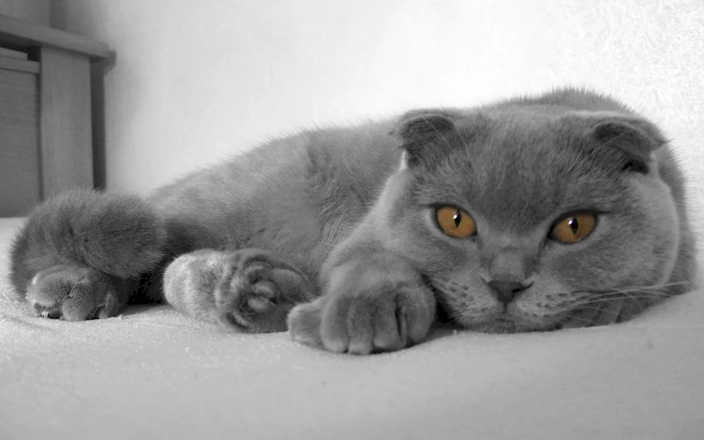 Scottish lop cat