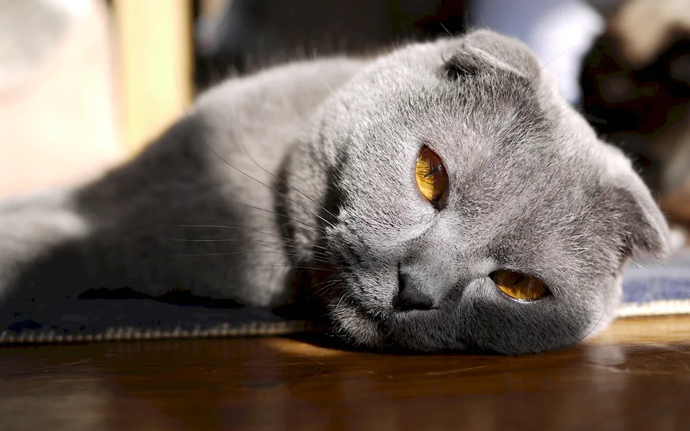 Scottish lop cat grey