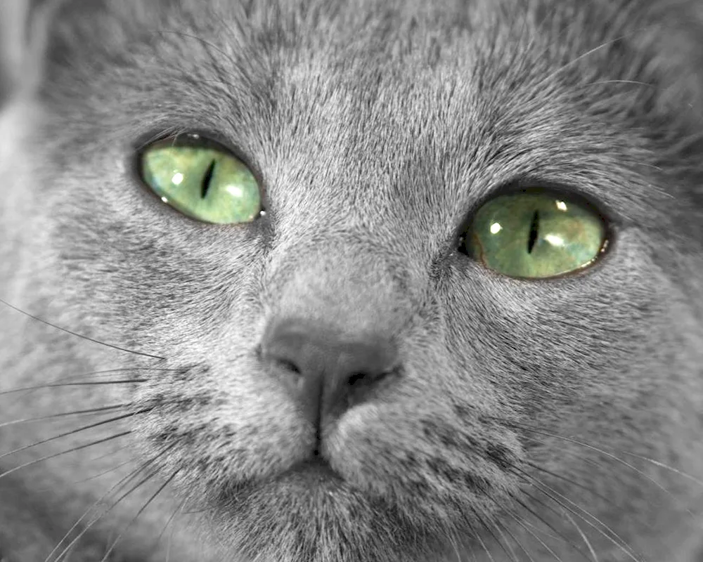 Scottish Shorthair cat grey