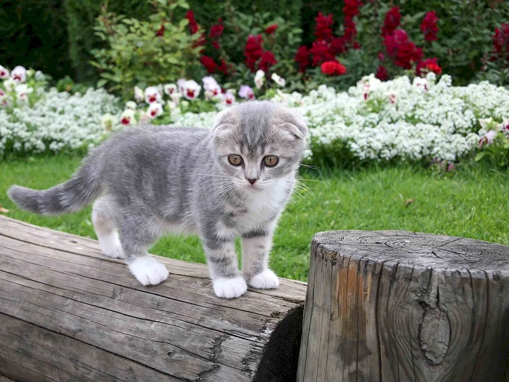 Scottish Lop cat