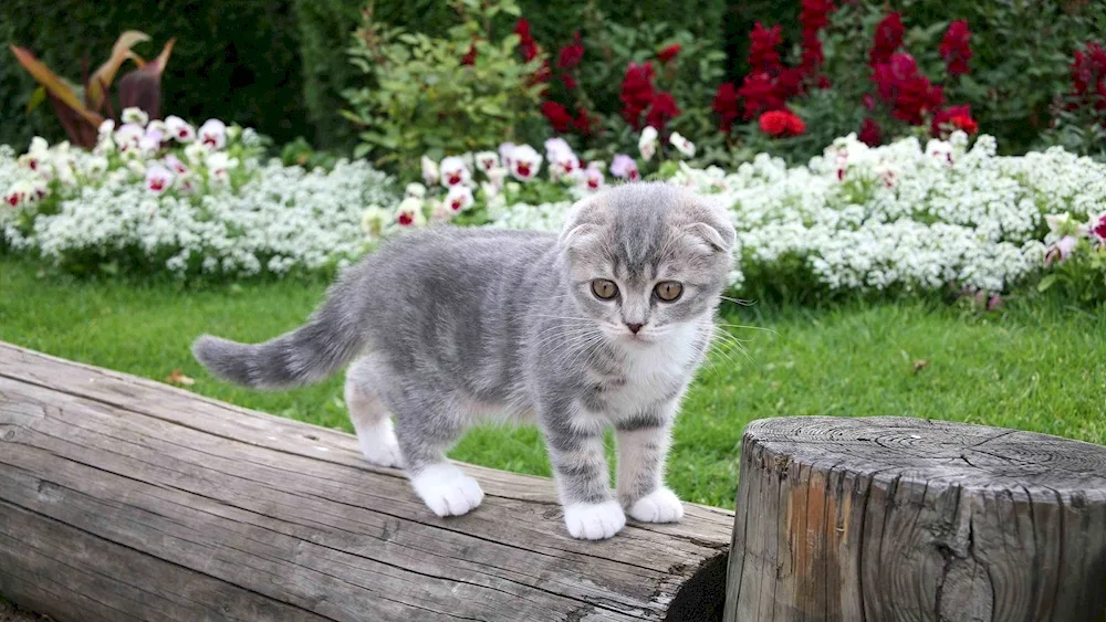 Scottish lop-eared cat grey white