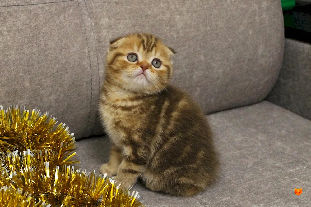 Scottish lop cat tiger colour