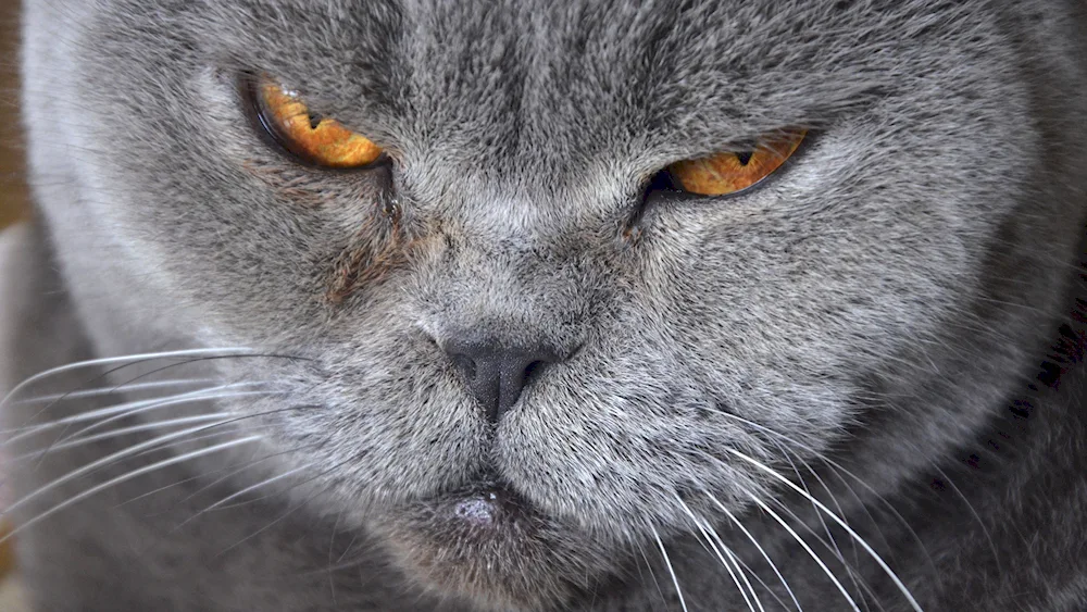 Scottish lop cat grey amber eyes