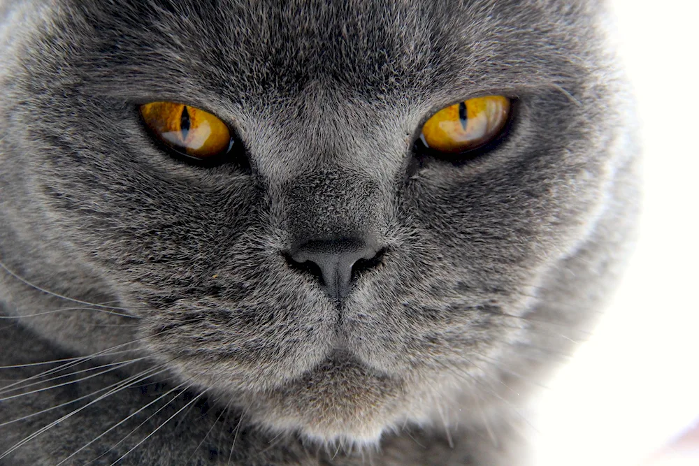 Scottish lop cat