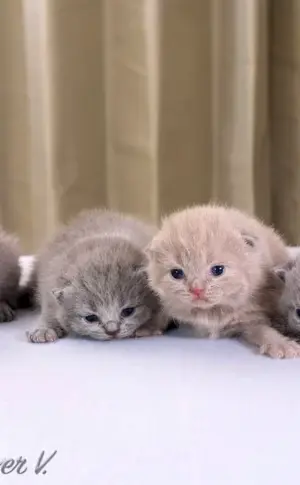 Scottish lop kittens 2 weeks old