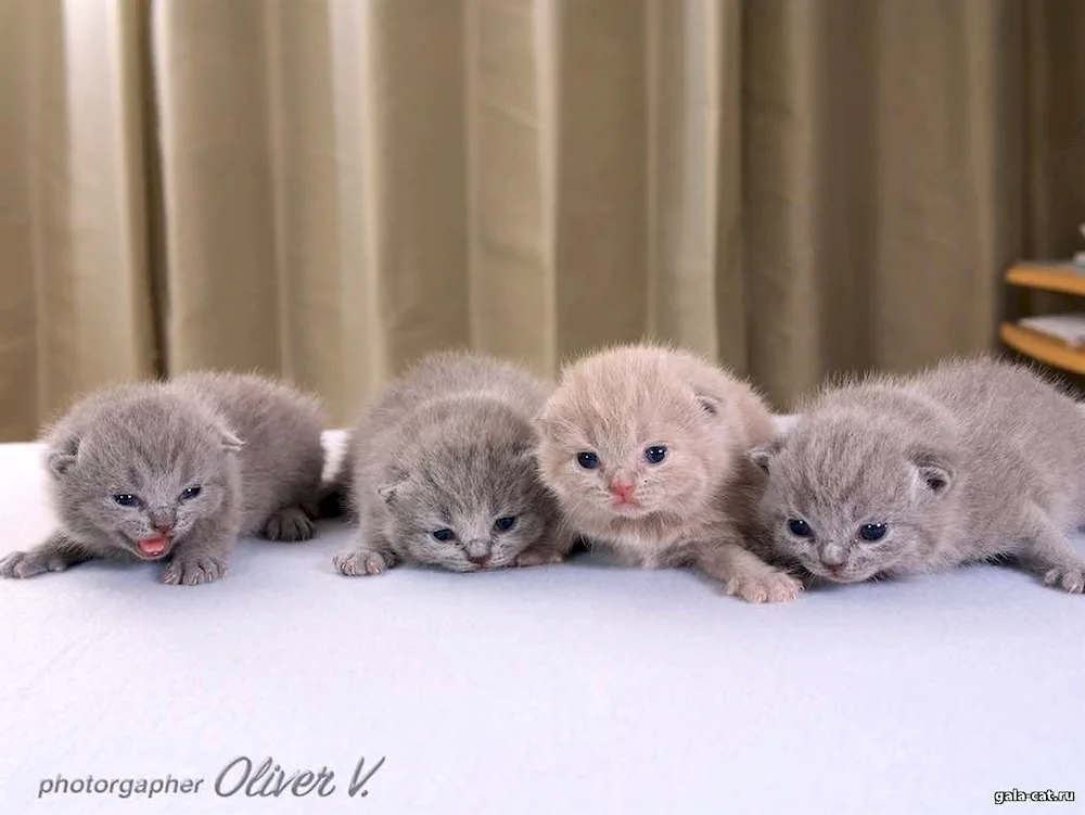 Scottish lop kittens 2 weeks old