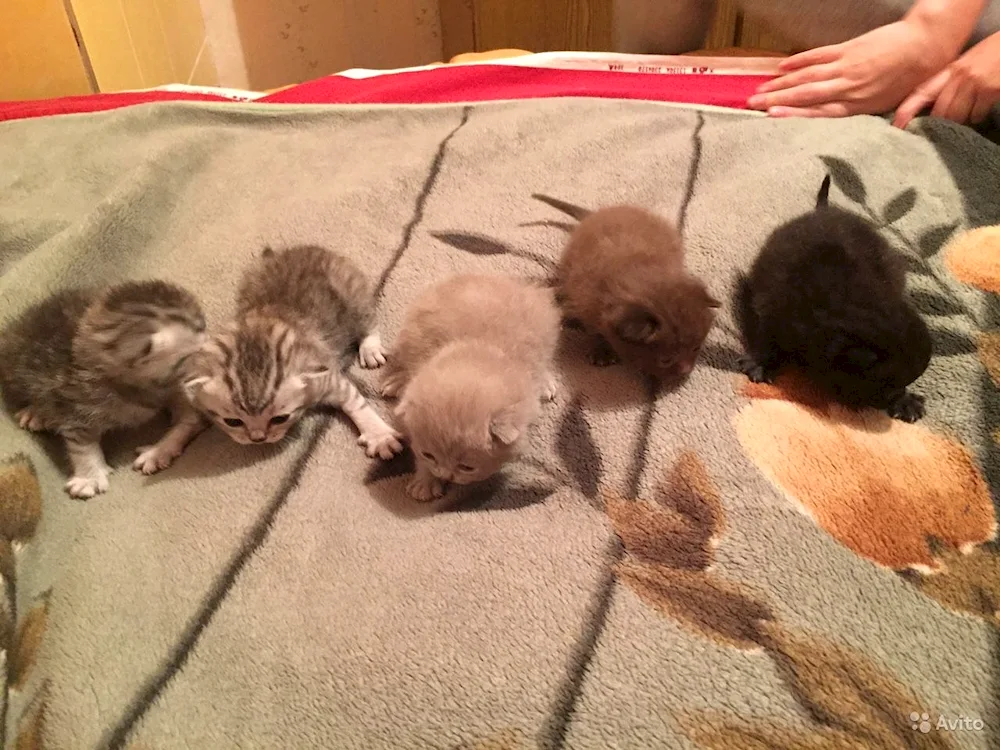 Scottish lop kittens 2 weeks old