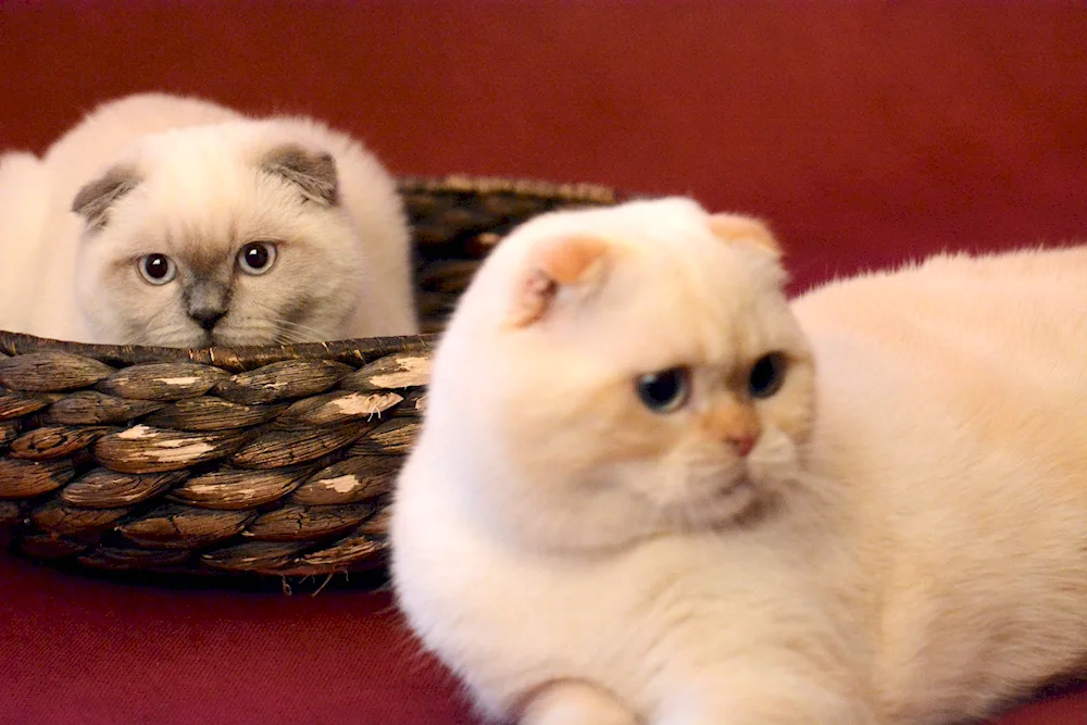 Siberian lop cat