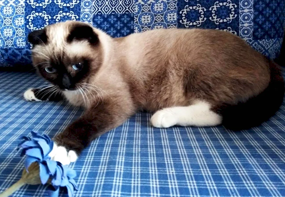 Scotch lop-eared Siamese cat