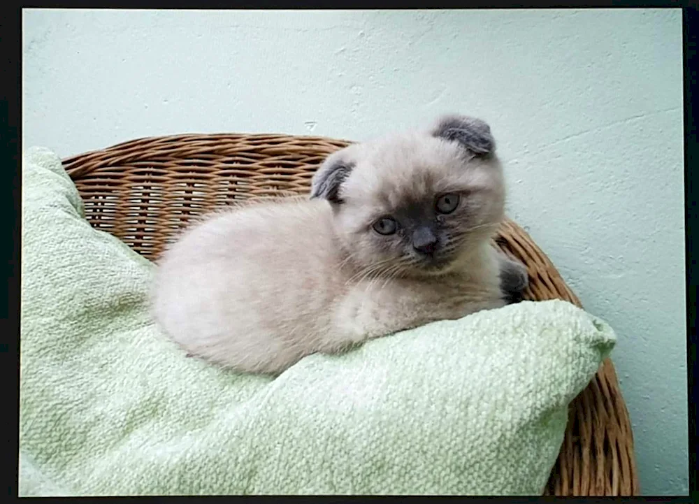 Scotch lop-eared Siamese cat