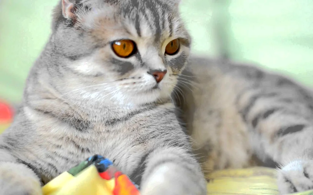 Scottish Fold Straight cat