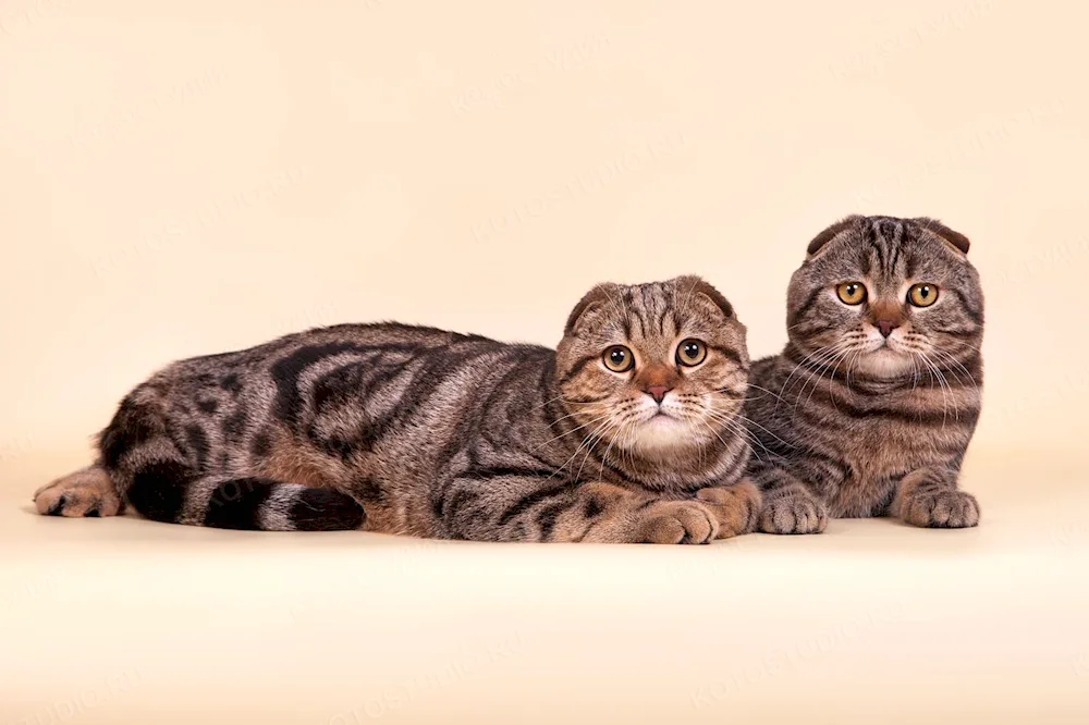 Scottish Lop Tabby Brown