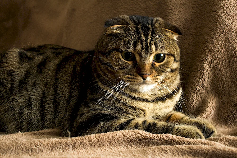 British Shorthair Cinnamon